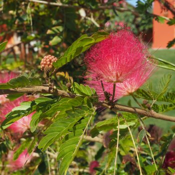Albizia Julibrissin, Albízia ružová ´OMBRELLA BOUBRI ®´, kont. C2L, výška: 40-60 cm (-21°C)